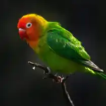 Неразлучник Лилианы (Agapornis lilianae)