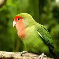 Попугай розовощекий (Agapornis roseicollis)