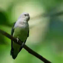 Попугай сероголовый (Agapornis canus)