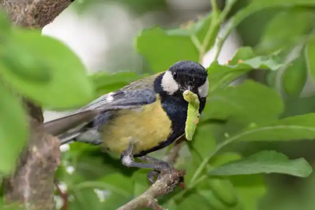 В летний рацион синичек входят гусеницы, пауки, жуки, мухи, комары, кузнечики, сверчки, мелкие стрекозы, многоножки, клещи, муравьи - все, кто не успел спрятаться