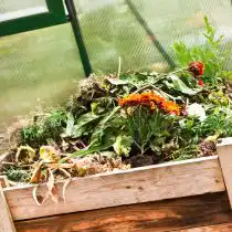 Плодовые растения, овощи и компостные ящики, оставленные в теплице, привлекают грызунов своим запахом, который накапливается внутри теплицы, что облегчает для них идентификацию