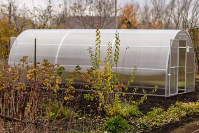 Санитария также поможет в борьбе с грызунами. Уберите естественную растительность рядом с теплицей и вокруг нее, скосите траву и обрежьте кусты. Удалите мусор, такой как растительные остатки, отходы пиломатериалов или брошенные ящики и другие контейнеры