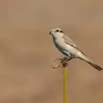 Буланый жулан (Lanius isabellinus)
