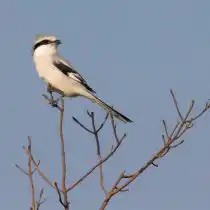 Клинохвостый сорокопут (Lanius sphenocercus)