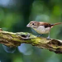Тигровый сорокопут (Lanius tigrinus)