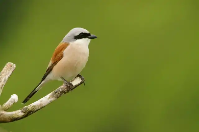 Обыкновенный жулан (Lanius collurio) – самый распространённый вид сорокопутов в европейской України, встречается от зоны тундры и на юг, обитает также в Западной Сибири