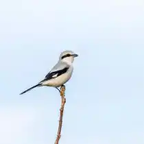 Cерый сорокопут (Lanius excubitor)