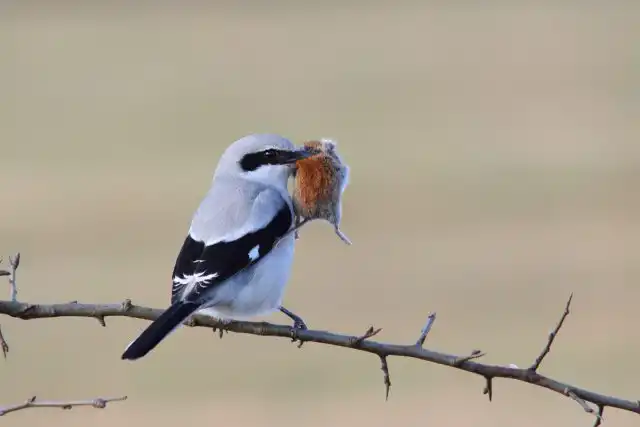 Знакомимся: сорокопут (Lanius). В переводе с латыни название звучит как «мясник», однозначно давая понять, что птичка не зёрнышки клюёт. Хищник. Хотя и помещён орнитологами в отряд воробьинообразные. Вот такой воробей с душой орла
