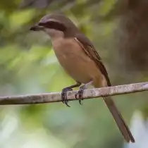 Сибирский жулан (Lanius cristatus)