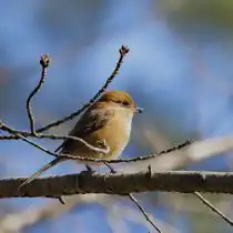 Японский сорокопут (Lanius bucephalus)