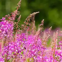 В средние сроки кристаллизации (до полугода) попадает мёд из гречихи, липы, кориандра, фацелии, кипрея, боярышника, эспарцета, донника