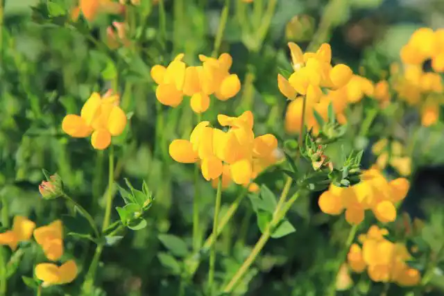 Основная пища гусениц пестрянки — лядвенец рогатый (Lotus corniculatus). Когда гусеницы питаются его листьями, они могут метаболизировать токсины, содержащиеся в растении, для собственного пользования без какого-либо вреда для себя