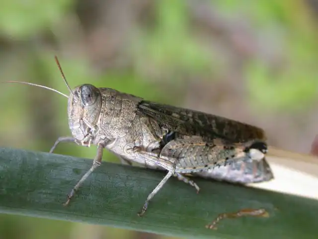 Итальянский прус (Calliptamus italicus) – немелкое насекомое до 4 см. Расцветка от коричневатой маскировочной в фазе кобылки до пёстрой с красными, чёрными, беловатыми пятнами, полосами, вкраплениями в фазе саранчи