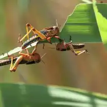 Появившиеся из этих яиц личинки уже не зелёные, а серые или коричневые, и имеют обыкновение сбиваться в стаи – кулиги. Не имея крыльев, они перемещаются от растения к растению, планомерно объедая его