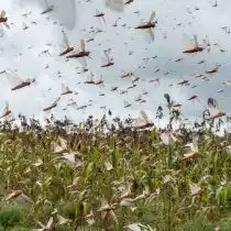 Примерно через полтора месяца после вылупления личинки окрыляются и сбиваются в стаи, где их численность может доходить до сотен миллионов особей