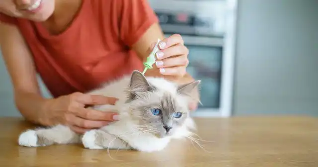 Например, кошачья блоха может появиться в квартире даже без домашней кошки. Вы можете принести насекомых с покупками или «подобрать» на улице, да они и сами проникнут в приоткрытую дверь