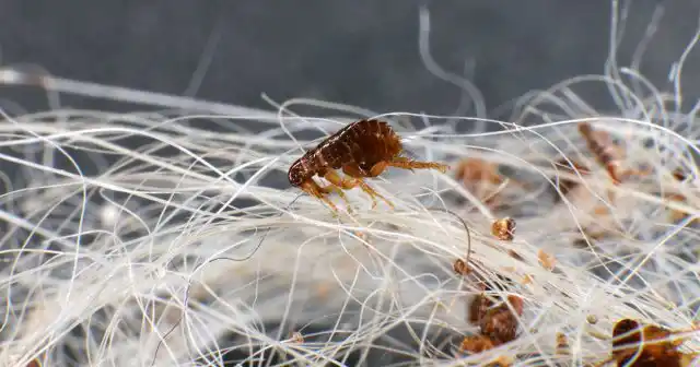 Блохи тяготеют к мягким материалам и покрытиям – коврам, паласам, мягким игрушкам, шторам и т. п. За неимением таких мест, они могут просто прятаться под мебелью, за плинтусами, элементами декора