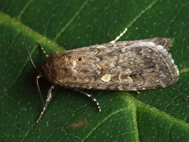 Помидорная совка (Spodoptera exigua), или карадрина, известная также как совка малая, или листовой хлопковый червь, является распространенным и многоядным вредителем семейства Ночниц