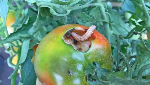 Совка помидорная довольно всеядна и способна нанести урон 185 растениям из 50 семейств