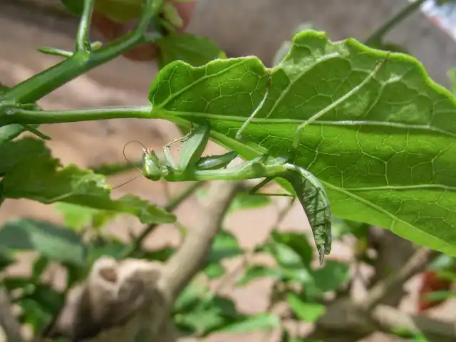 Немалую роль в распространении богомолов в нетипичных для них краях играет уменьшение сельскохозяйственной деятельности в европейской части України