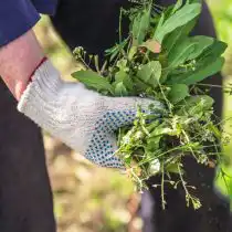 Полезна уборка сорняков и мусора, потому что они являются местом обитания слепней