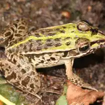 Чёрнопятнистые лягушки