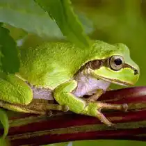 Дальневосточная квакша