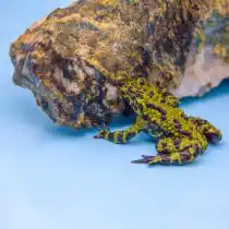 Дальневосточная жерлянка