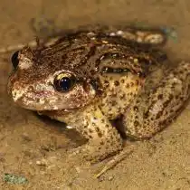 Кавказская крестовка