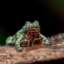 Краснобрюхая жерлянка