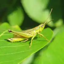 Травяная лягушка предпочитает слизней и кузнечиков