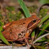 Малоазиатские лягушки