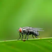 Квакши очень любят мух и бабочек