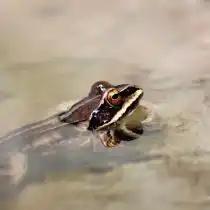 Остромордая лягушки