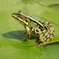 Съедобная лягушка