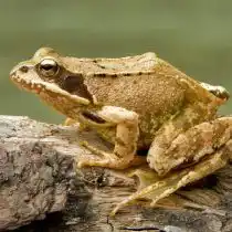 Травяная лягушка