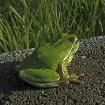 Восточная квакша