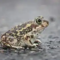 Жерлянки – некрупные (3,5-6 см) лягушкоподобные существа довольно пёстрых расцветок