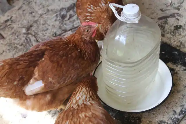 Для поилки я использовала бутылку. Объем можно выбирать самостоятельно – в зависимости от количества голов. У меня две поилки – на 5 и на 19 литров.