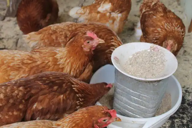 Пять дней в неделю я работаю и кормить кур в обед возможности не имею. Поэтому идеальная для меня кормушка должна решать сразу две задачи. Первое – корма хватает на весь день. Второе – куры не могут раскидать излишки. Решением стала бункерная кормушка