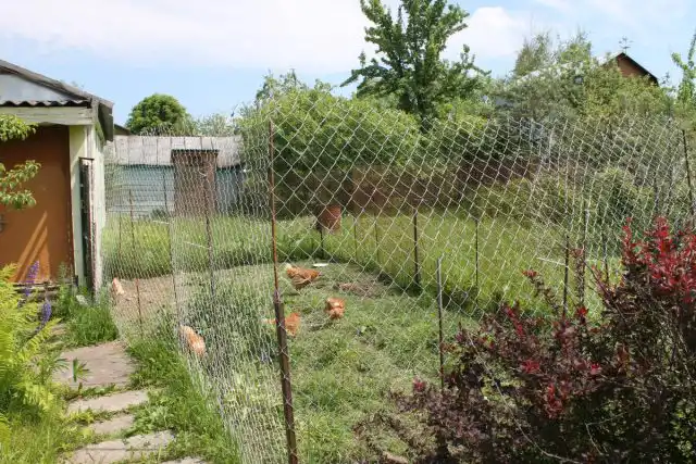 Помимо обустройства курятника внутри, необходимо продумать, где куры будут гулять. Понятно, что в огород, в котором разбиты грядки, их не выпустить – склюют весь урожай. Поэтому обычно выгул делают огороженным.