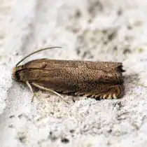 Гороховая плодожорка (Laspeyresia nigricana)