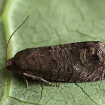 Грушевая плодожорка (Laspeyresia pyrivora)