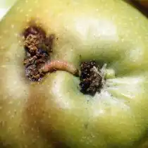 Груша поврежденная плодожоркой