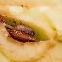 Одна личинка (гусеница) яблонной плодожорки длиной до 18-20 см розовато-желтоватой окраски с коричневой головой способна поразить до двух плодов