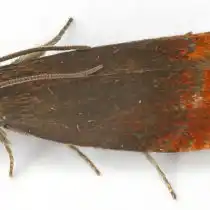 Розоцветная плодожорка (Pammene rhediella)