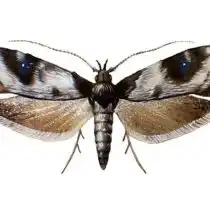 Персиковая плодожорка, или карпосина плодовая (Carposina niponensis)