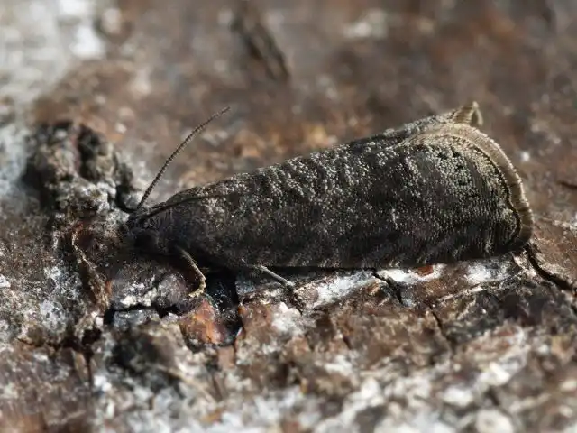 Сливовая плодожорка (Grapholitha funebrata)