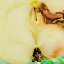 Яблоко поврежденное плодожоркой