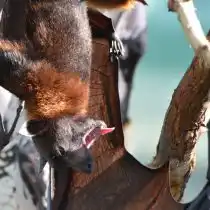 Летучие мыши могут съесть до 1000 комаров в час, что делает их одними из самых сильных союзников в войне с москитами